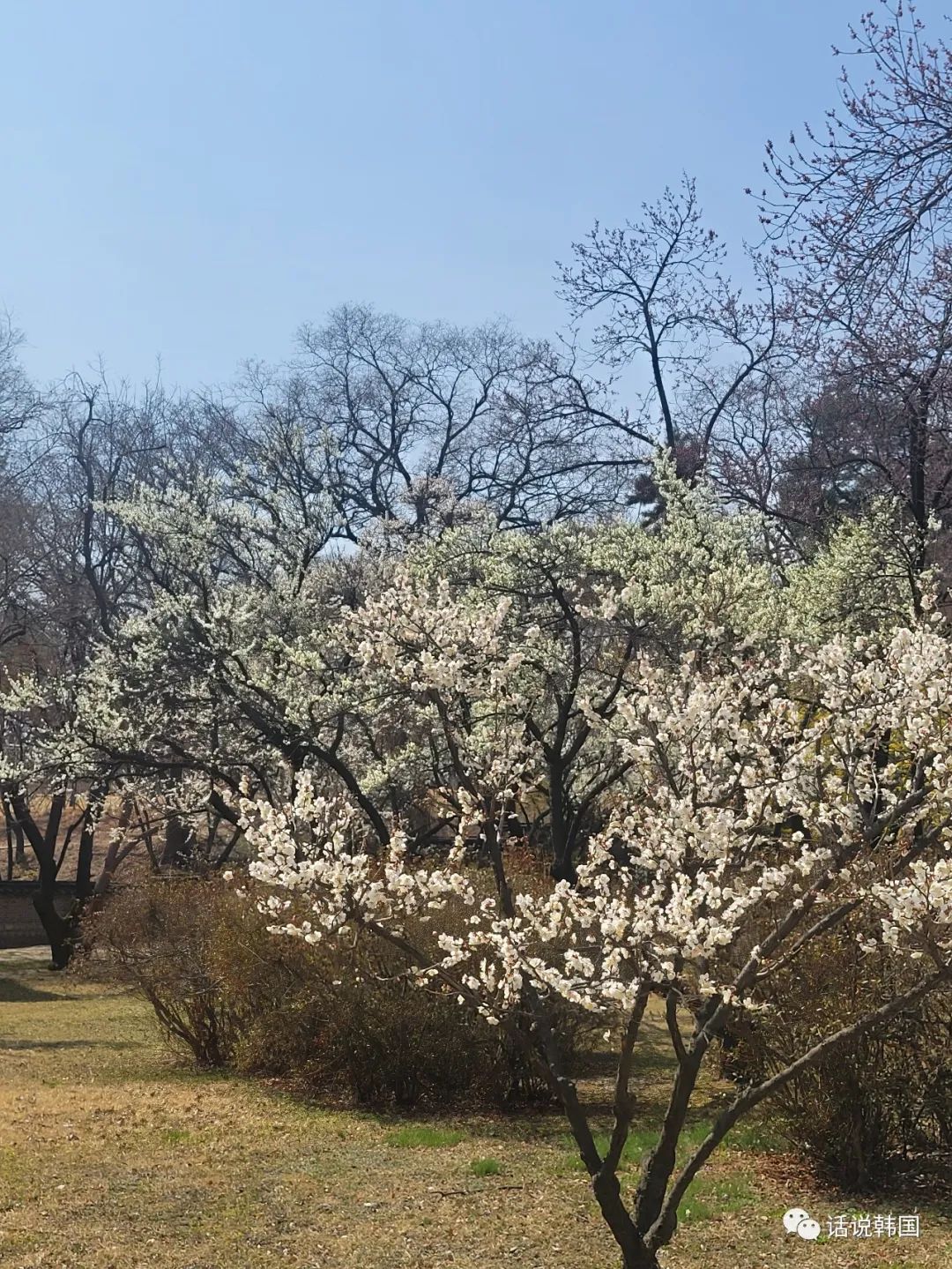 首爾昌德宮|遊玩、門票、交通 - Travel To Korea Now