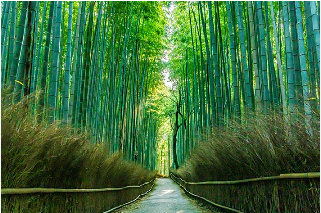 嵐山竹林