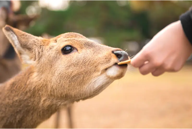 奈良公園餵鹿