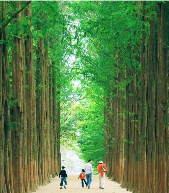 南怡島