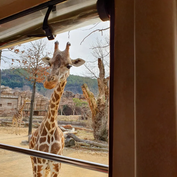 Safari World
