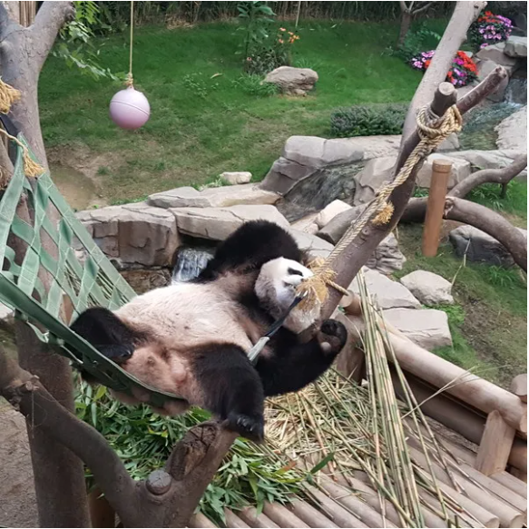 熊貓世界