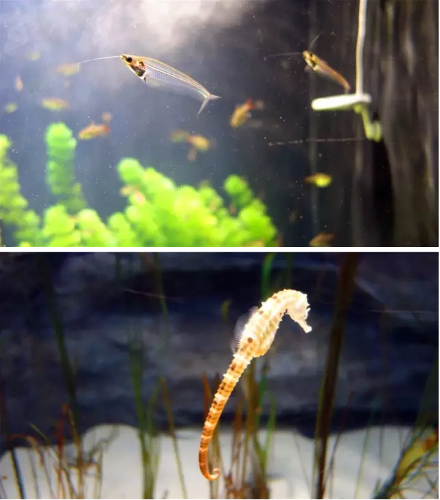 Aqua Planet 水族館(아쿠아플라넷)