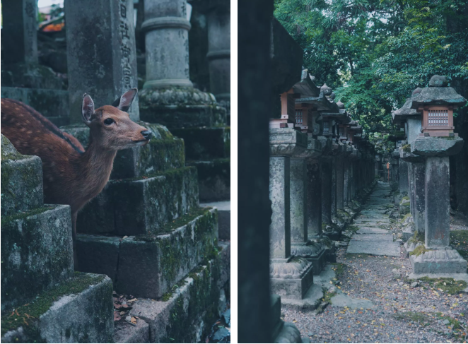 奈良公園