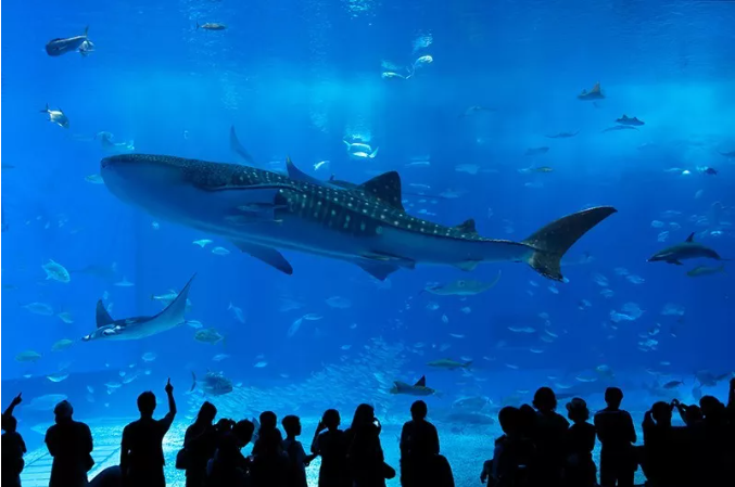 沖繩美麗海水族館