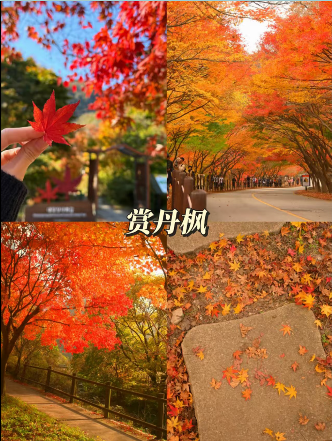 欣賞紅葉